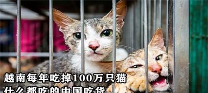 猫为什么吃得少？（探寻猫咪食欲减退的原因与解决方法）