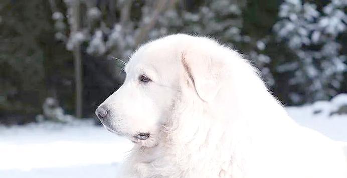 大白熊犬（了解大白熊犬的性格、外貌和训练特点）