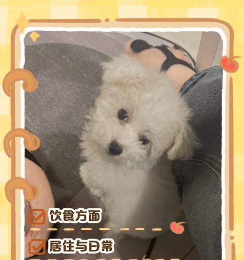 三个月大的比熊需要打哪些疫苗？（全面保护你的比熊宝宝，疫苗注射计划一览）