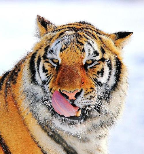 猫料动物世界的奇妙之旅（探索多样化的猫科动物群落，感受它们独特的生态系统和生活方式）