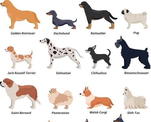 巴哥犬与斗牛犬的区别及辨识方法（傻傻分不清楚？让我们帮你解惑！）