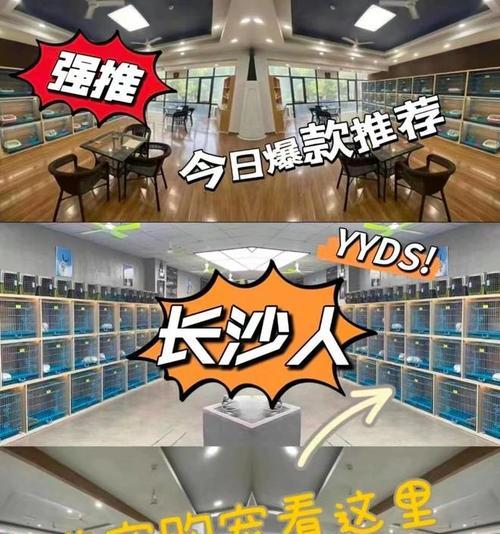 寻找完美的狗狗伴侣（灵感无限，独特而有趣的卖狗专卖店名字）