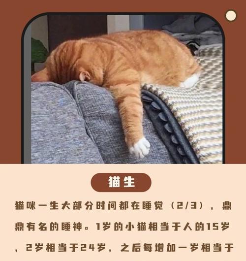 猫咪生小猫的时间间隔及影响因素（探究猫咪生育周期与其健康的关系）
