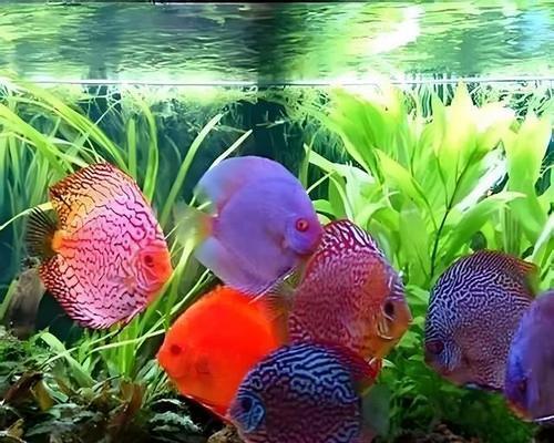 七彩神仙（七彩神仙换水频率及注意事项）
