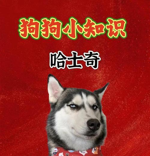 哈士奇饲养指南（了解哈士奇的价格和养护要点）
