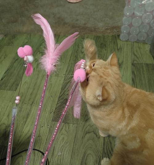如何选择适合的逗猫棒？（三款逗猫棒测评，选择关键揭秘！）