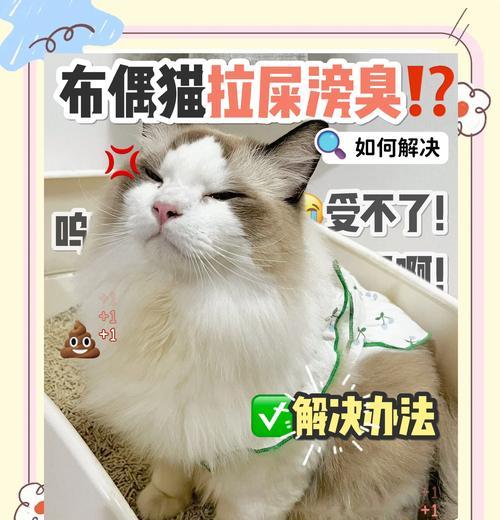 猫的排便频率及其影响因素（揭秘猫咪拉屎的神秘规律与健康保养）
