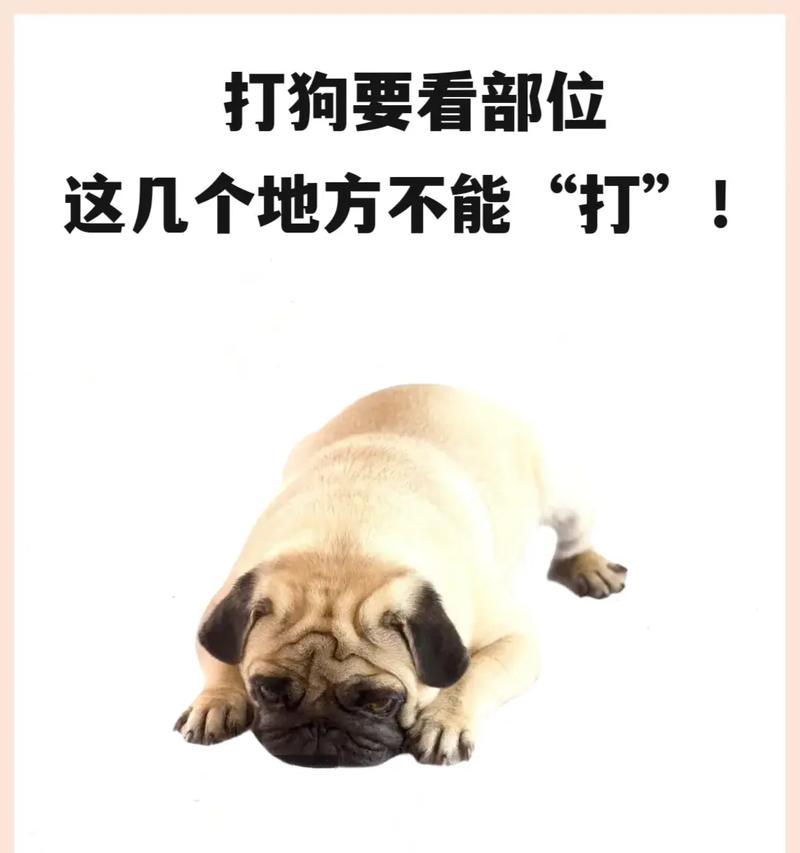 养狗必须避免的15个错误，让你的狗狗幸福健康（养狗新手必读，关键错误不可忽视）