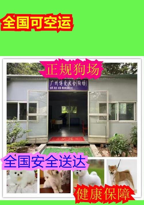 如何选择一个以犬舍买狗绝对健康的指南（教你4招轻松选对正规犬舍）