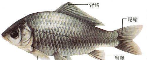 常吃的鱼品种及其益处（探索常见鱼类的养分价值，让你健康受益）