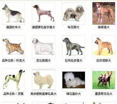 超小宠物狗的品种及价格（了解超小宠物狗的多样品种及其价格区间，选择适合的宠物伴侣）
