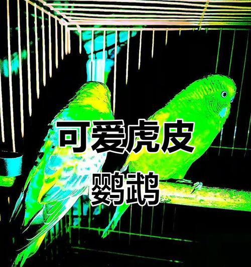 鹦鹉会说话的时间长短取决于多种因素（揭秘鹦鹉学习人类语言的时间和方式）
