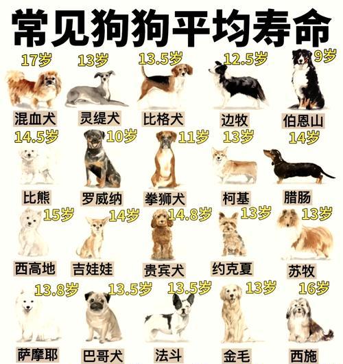 博美狗的寿命有多久？（揭秘博美狗寿命长短的关键因素）