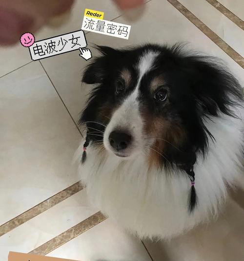 喜乐蒂的沐浴频率探究（洗澡对喜乐蒂健康的影响及最佳洗浴周期）