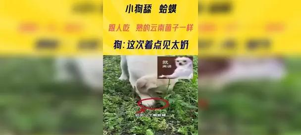 狗吃癞蛤蟆会中毒吗？（癞蛤蟆毒素对狗的影响及中毒时间）