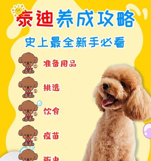 泰迪狗疫苗注射后的时间安排及注意事项（养泰迪狗必读，疫苗注射相关问题解答）