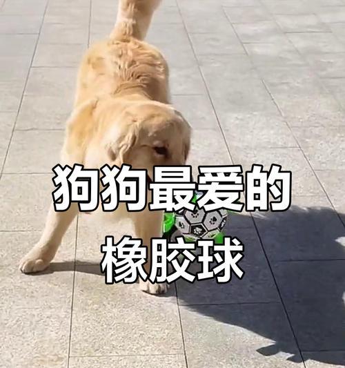 如何训练女金毛成为忠诚听话的宠物犬（女金毛训练的技巧与窍门，让你的宠物成为最佳伙伴）