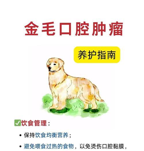 金毛不能吃的食物有哪些？（宠物金毛的健康饮食指南）