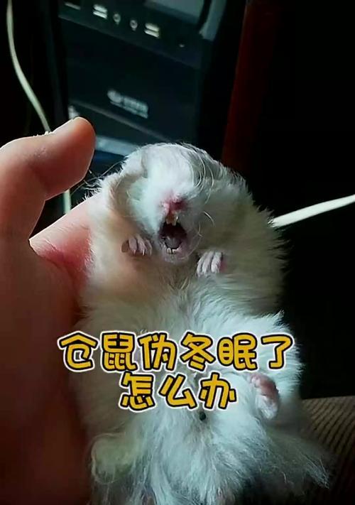 严冬将至，仓鼠是否会进入冬眠？（解析仓鼠的伪冬眠与冬眠的区别及其原因）
