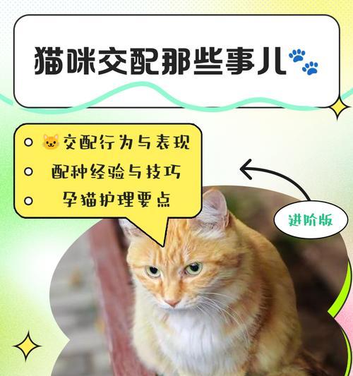 母猫交配的频率及影响因素（母猫交配周期与健康、繁殖能力的关系探析）
