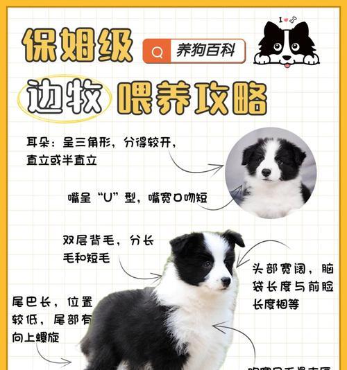 如何挑选一条“好狗”？六个技巧助你选中满意宠物（以如何挑选好狗的口诀为主题，教你挑选满意的宠物狗）