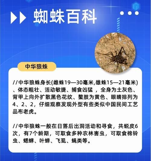 蜘蛛禁食周期的奥秘（揭开蜘蛛不进食的时间谜团，了解它们的存活之道）