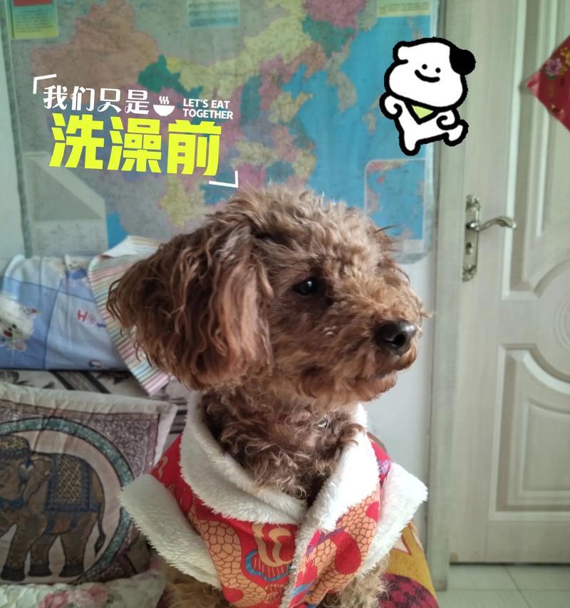 泰迪小狗洗澡的最佳时机（探讨泰迪小狗洗澡的合适时机和注意事项）