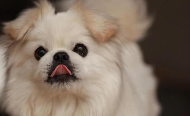 京巴犬的缺点（探讨京巴犬的优缺点及适合养宠者的选择）