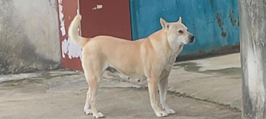 中国的狗狗世界（探索中国犬种，感受中国文化与狗狗的奇妙交融）