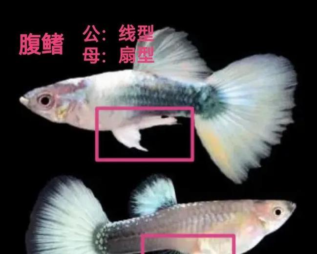 揭秘孔雀鱼性别决定的因素（解析孔雀鱼性别的关键因素及其影响因素）