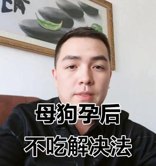 母狗产后饮食规律及注意事项（母狗产后多久开始进食？）