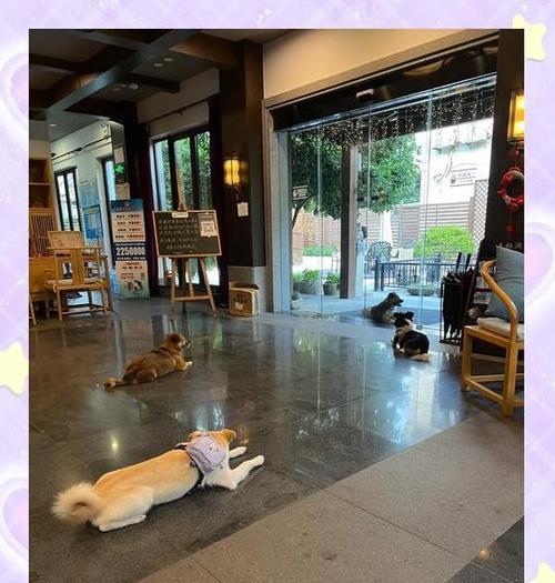 如何将宠物狗带回家？（居住在外地的主人必知的技巧）