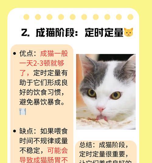 拜耳猫粮的适宜喂养频率（了解拜耳猫粮的饲喂时间和频率）