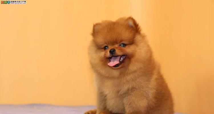 探讨影响博美犬价格的因素（从品种、血统、健康到需求量，这些因素决定了博美犬的价格高低）