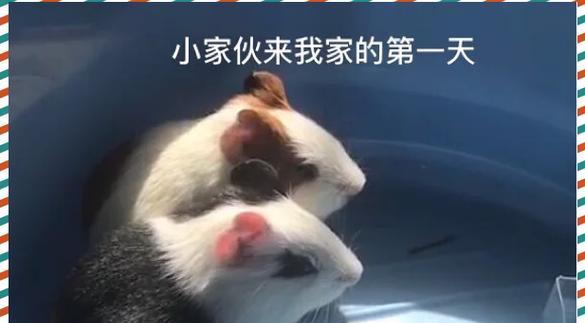 养荷兰猪必备指南（新手养荷兰猪保姆级攻略！准备什么东西？）