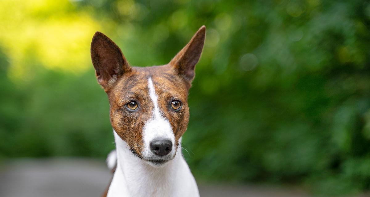 巴仙吉犬（探寻巴仙吉犬不爱叫的原因以及适合新手养的理由）