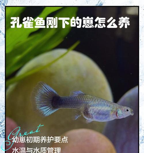 孔雀鱼苗喂食指南（培养健康的孔雀鱼苗，从合理喂食开始）