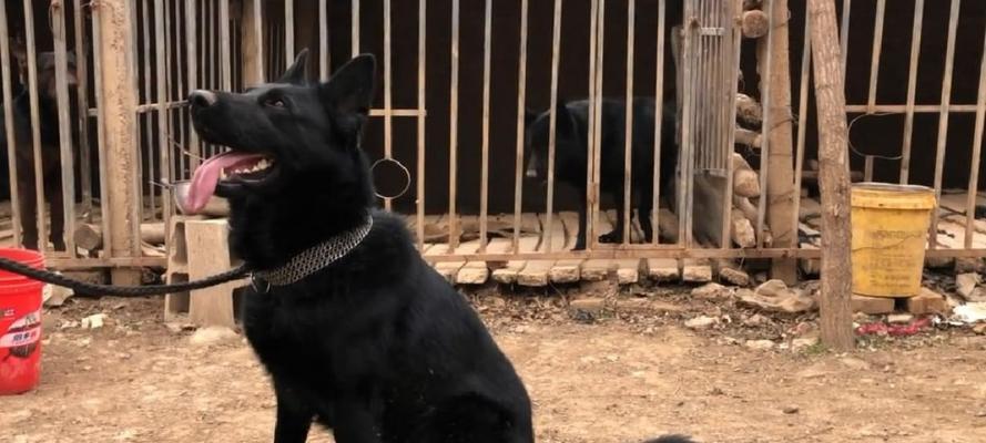 探索世界上纯黑小型犬的品种