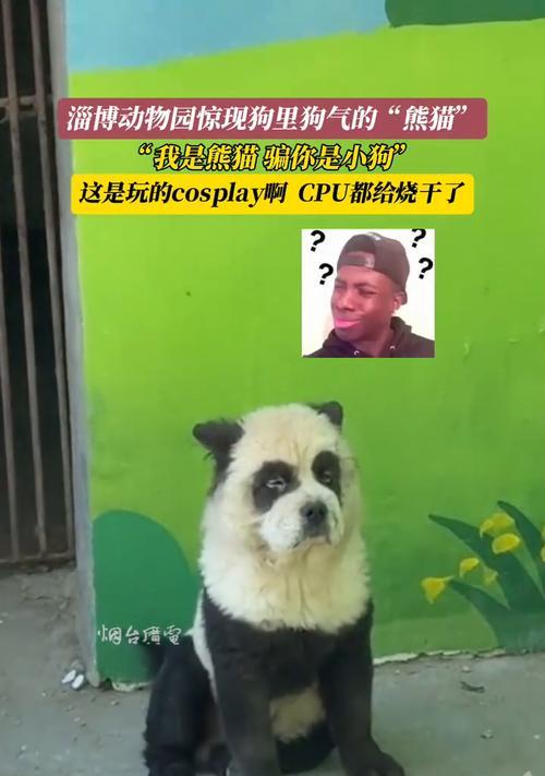 宠物染色服务（探究染色服务的费用、医生的建议及其影响）