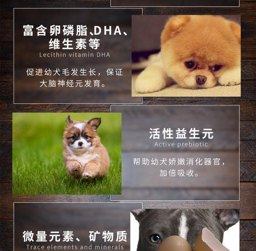 泰迪犬每天吃一个蛋黄的益处（细说泰迪犬适量摄入蛋黄的好处和注意事项）