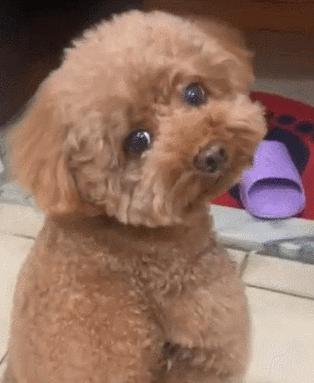 购买泰迪犬的禁忌和特征解析（选泰迪需慎重，了解禁忌特征是关键）