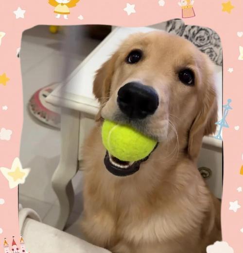 金毛犬45天后可开始吃狗粮的适宜量及注意事项（金毛犬45天后如何调整狗粮饮食，合理控制摄入量）