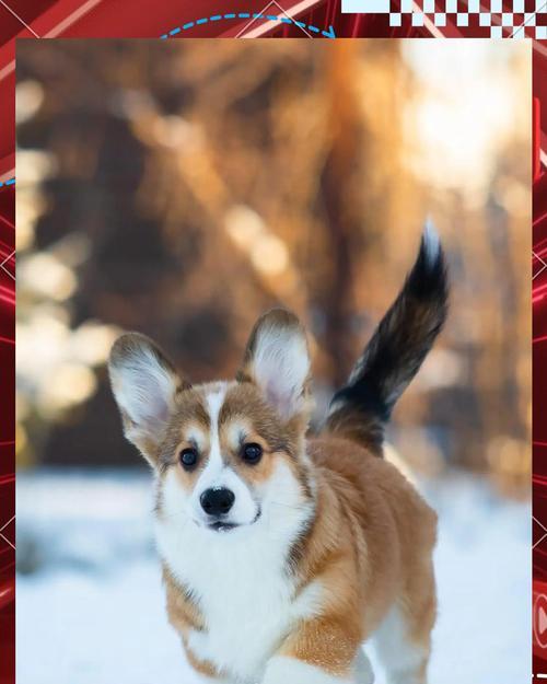 柯基犬的饲养之道（解析柯基犬的适应性和需求，为你的家庭选择提供参考）