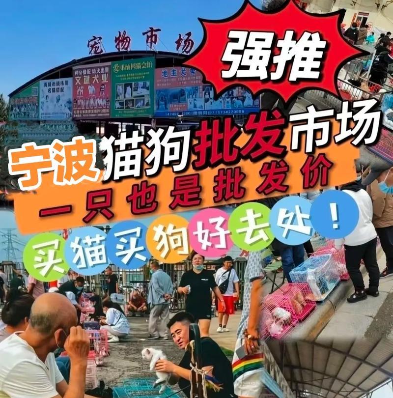 猫狗之友——探索猫狗网站的乐趣（发现无穷乐趣与知识，畅游猫狗之界）