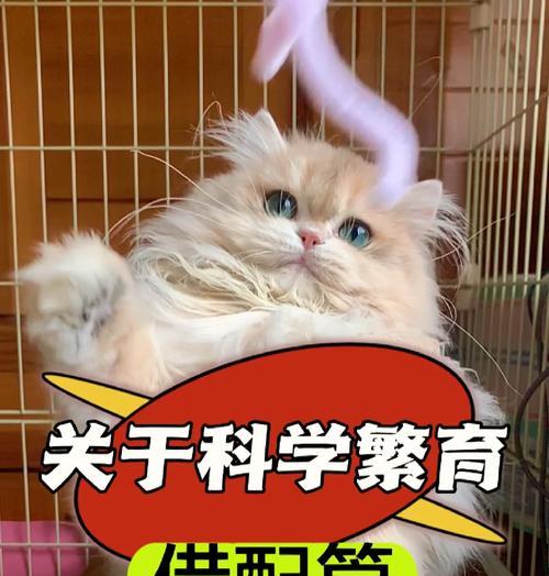 母猫配对的时间和注意事项（探讨母猫配对的周期及相关注意事项）