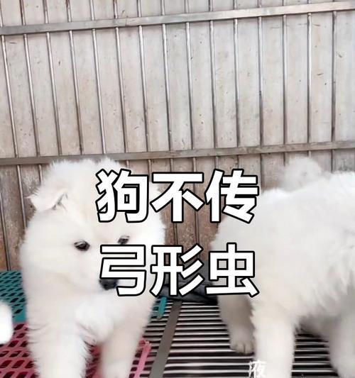 拥抱家庭的新成员，弓形虫并不可怕（让宠物与我们一起迎接新伙伴的重要性）