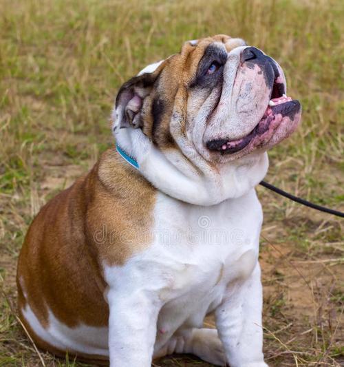 为何英国斗牛犬鲜少受人青睐？（了解英国斗牛犬的不受欢迎之处）