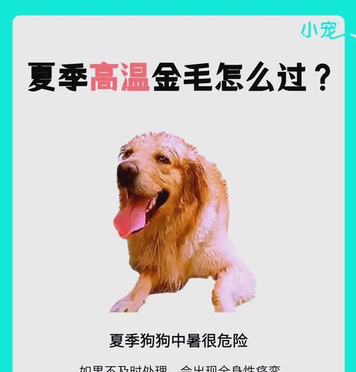 狗狗中暑后的恢复期（掌握关键步骤，确保狗狗健康回复）
