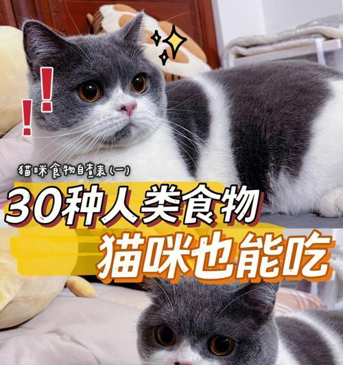 小猫的饮食——知道你的猫咪可以吃什么（小猫的健康生活开始于正确饮食）