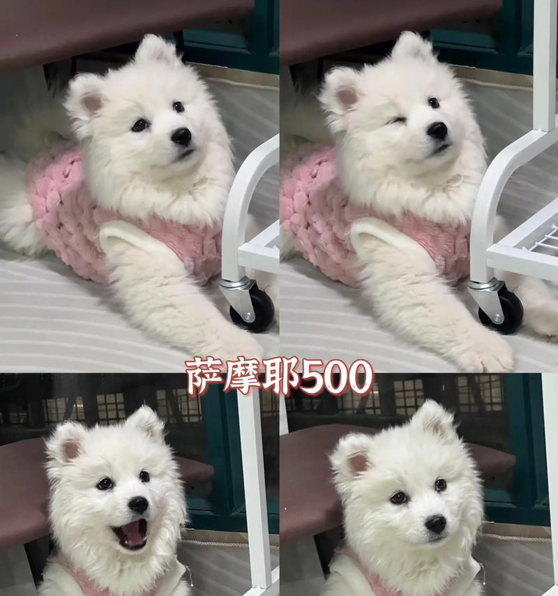 萨摩耶交配后多久能生？（探究萨摩耶繁殖周期的关键因素）